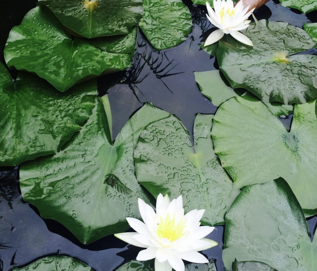 睡蓮の白い花