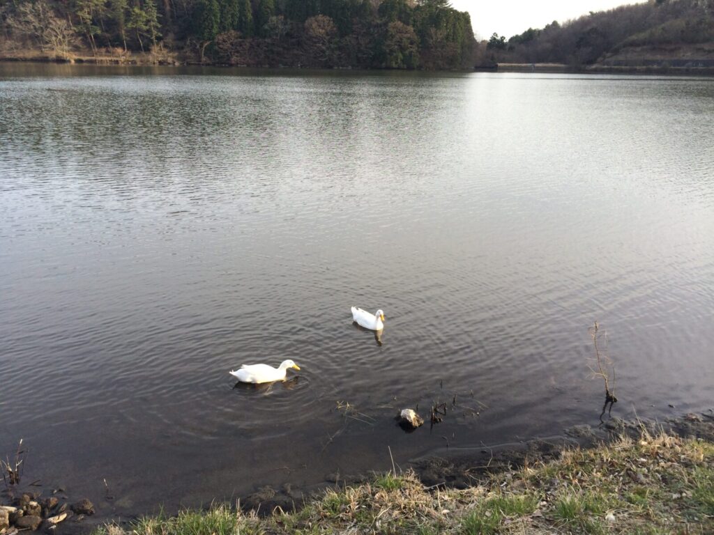 湖にいる二羽の白鳥